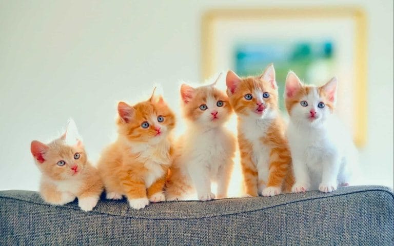 أفضل 7 محلات لبيع القطط في دبي